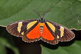 Phaegorista agaristoides (Astute tiger) male dorsal