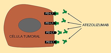 Atezolizumab.jpg
