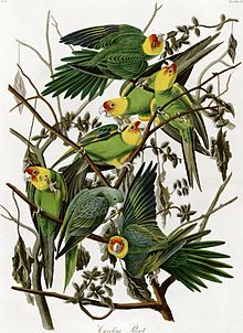 Extinct Carolina parakeet AudubonCarolinaParakeet2.jpg