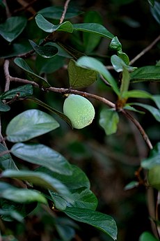 アイギョクシ: 植物学上の特徴と分布, 愛玉子ゼリー「オーギョーチ」, 出典