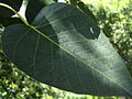 Detail of a leaf from a ficus religiosa tree growing in the Brisbane City Botanic Gardens.