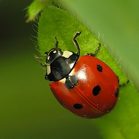 Семиточечная коровка (Coccinella septempunctata)