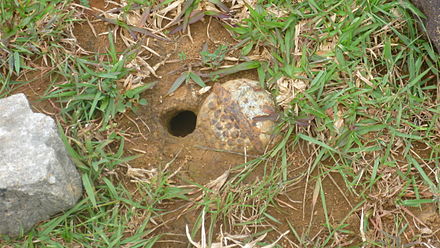 Unexploded cluster sub-munition, probably a BLU-26 type. Plain of Jars, Laos. 2012