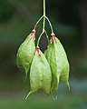 Baden-Baden-Koelreuteria paniculata-68-Blasen-Esche-Frucht-2020-gje.jpg