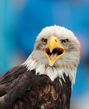 Head of a bald eagle