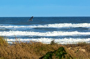 ミナミセミクジラ: 概要, 生態, 生息状況