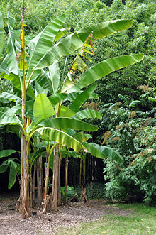 La banane ? LES bananes ! Redécouvrons ce fruit fantastique