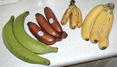 Fruits of four different cultivars. Left to right: plantain, red banana, apple banana, and Cavendish banana