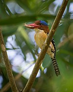 Tarmoqli Kingfisher (Erkak) .jpg