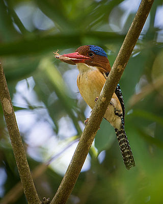 <span class="mw-page-title-main">Banded kingfisher</span> Species of bird