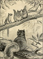 Thumbnail for File:Bannertail; the story of a gray squirrel (1922) (14753436014).jpg
