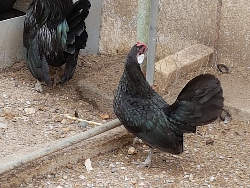 File:Bantam Henne.jpg