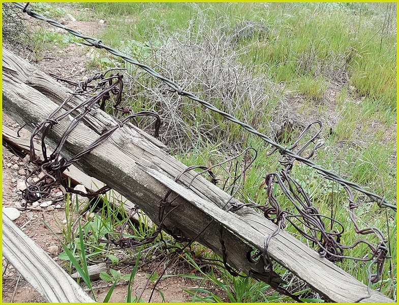 File:Barbed Wire 3-23-14a (13673464504).jpg