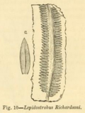 Vignette pour Barinophyton