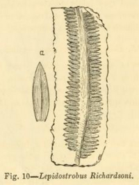 Barinophyton