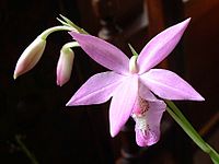 Barkeria lindleyana