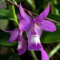 Barkeria lindleyana subsp. vanneriana