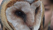 Miniatuur voor Bestand:Barn owl eye.JPG