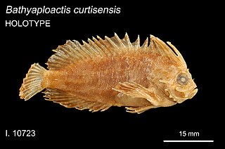 <i>Bathyaploactis</i> Genus of fishes