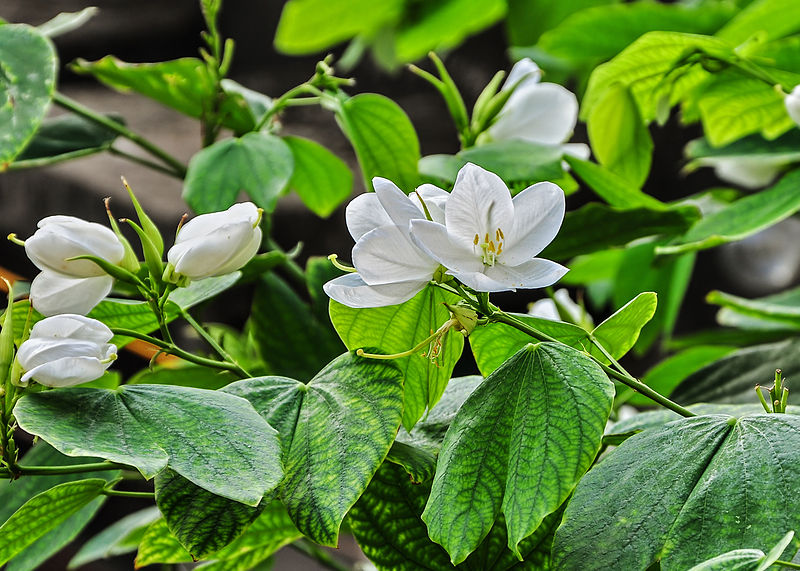 File:Bauhinia acuminata 05052014 (1).jpg