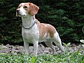 Beagles with recessive red have the Piebald gene as well.