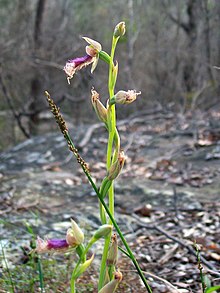 Bearded Orchid.jpg