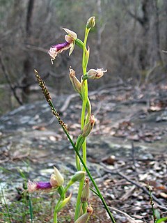 <i>Calochilus robertsonii</i> Species of orchid