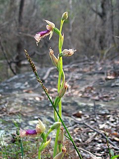 <i>Calochilus robertsonii</i> species of plant