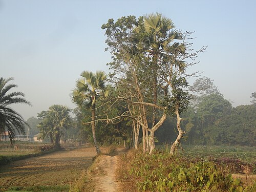 Beautiful Nature Barura Upazila, Bangladesh