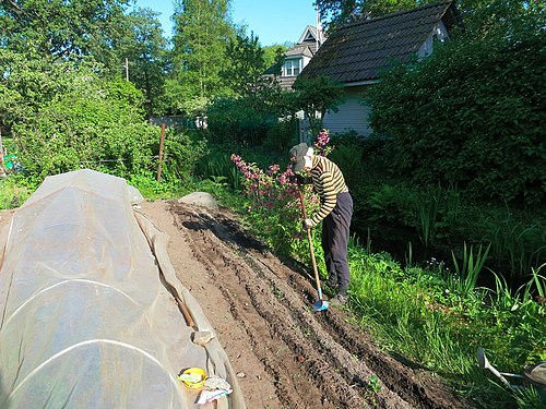 Old gardener sows beetroots in Estonia