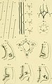 Beiträge zur wissenschaftlichen Botanik (1858-1868.) (20175755130).jpg
