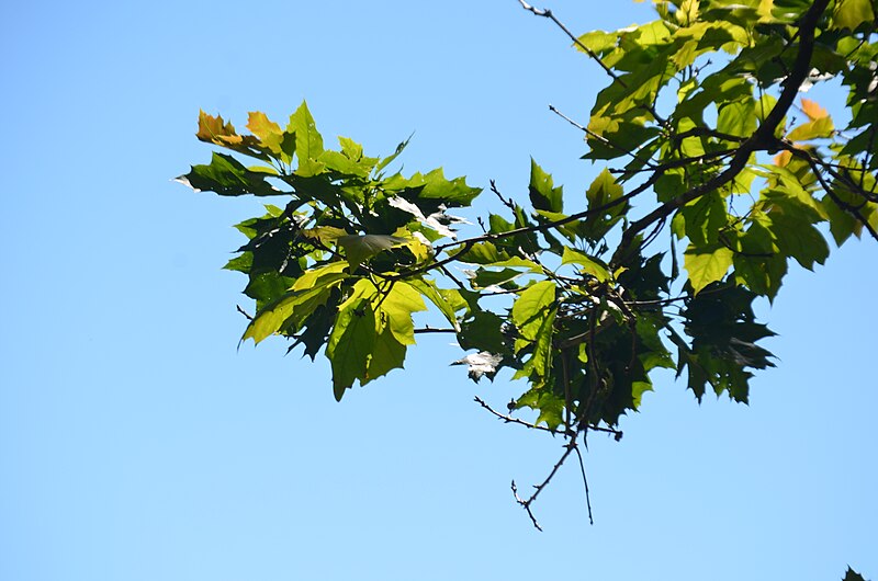 File:Belcarra Regional park maple.jpg