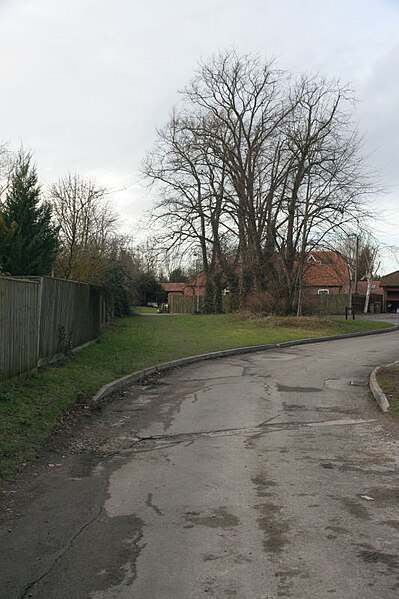 File:Bend onto Lime tree - geograph.org.uk - 1704028.jpg