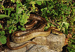 Thumbnail for Italian Aesculapian snake