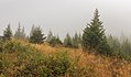 * Nomination Mountain trip from Tschiertschen (1350 meters) via Ruchtobel to Löser (1680 meter). The mist is lifting. --Famberhorst 06:14, 12 October 2017 (UTC) * Promotion  Support Good quality. -- Johann Jaritz 06:36, 12 October 2017 (UTC)