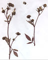 herbarium specimen