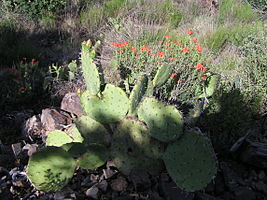 Big Bend National Park PB122638.jpg