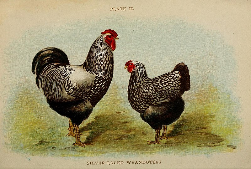 File:Biggle poultry book; a concise and practical treatise on the management of farm poultry (1909) (14761822636).jpg