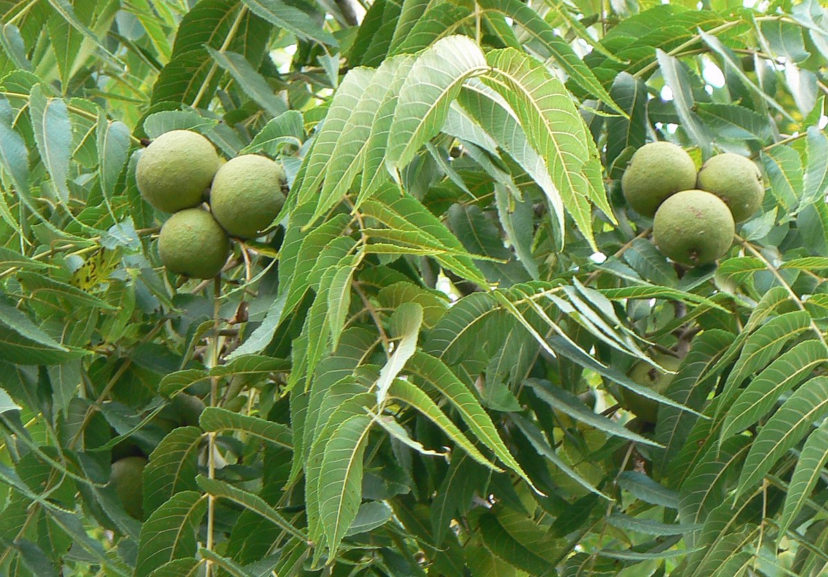 Ovocné a ořechové stromy sc