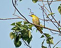 Burung muda di Kolkata, Bengal Barat, India.