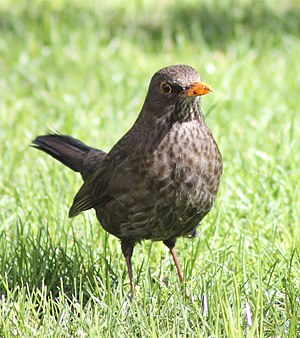 Turdus Merula: Generalidades, Morfología, Comportamiento