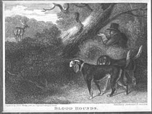 Bloodhounds used to find deer, 1826 Bloodhounds 1826.jpg