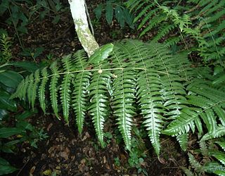 <i>Blotiella</i> Genus of ferns