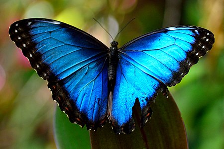 Morpho peleides