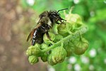 Smámynd fyrir Bombus melanopygus