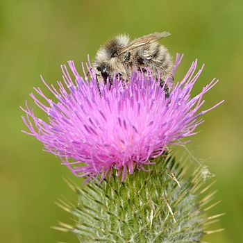 Bombus veteranus - Cirsium vulgare