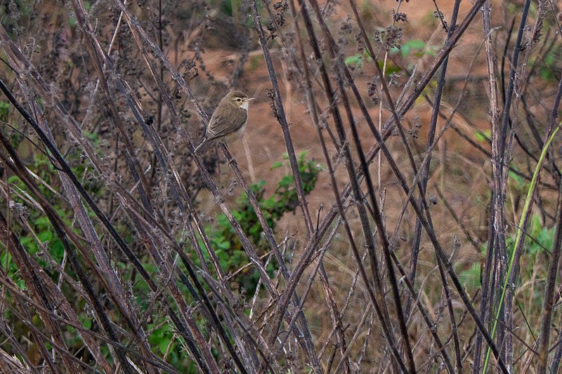 File:Booted Warbler (50935030891).jpg