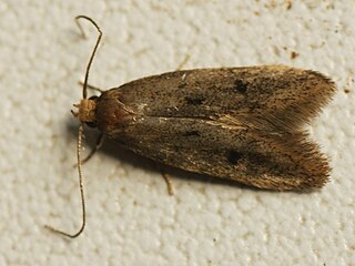 <i>Borkhausenia luridicomella</i> Species of moth