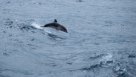 Bottlenose dolphin (Tursiops truncatus) swimming alongside the ferry from Pico to Faial, Azores, Portugal
