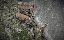 Étagnes et leurs cabris dans le parc national de la Vanoise.